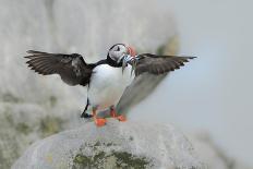 Atlantic puffin standing on rock with fish in beak, USA-George Sanker-Photographic Print