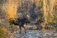 Moose (Alces Alces) Jumping a Fence, Grand Teton National Park, Wyoming, USA, October-George Sanker-Framed Photographic Print