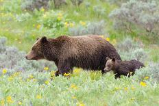 Grizzly bear with cub among wildflowers, USA-George Sanker-Photographic Print