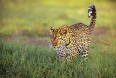 Leopard walking through grass,  Masai Mara National Reserve-George Sanker-Photographic Print