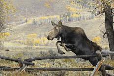 Moose (Alces Alces) Jumping a Fence, Grand Teton National Park, Wyoming, USA, October-George Sanker-Photographic Print