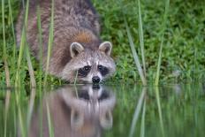 Raccoon drinking from a beaver pond in Acadia National Park-George Sanker-Photographic Print