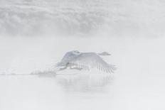 Trumpeter swan taking off, Yellowstone, Wyoming, USA-George Sanker-Photographic Print