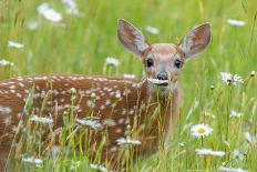 White-tailed deer fawn, standing among wildflowers, USA-George Sanker-Photographic Print
