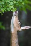 White-tailed deer fawn, standing among wildflowers, USA-George Sanker-Photographic Print