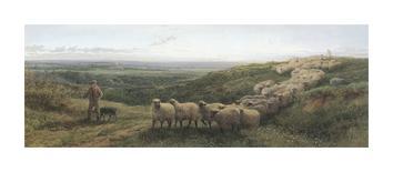 Extensive Landscape with a Shepherd and his Flock of Sheep, Surrey-George Shalders-Framed Giclee Print