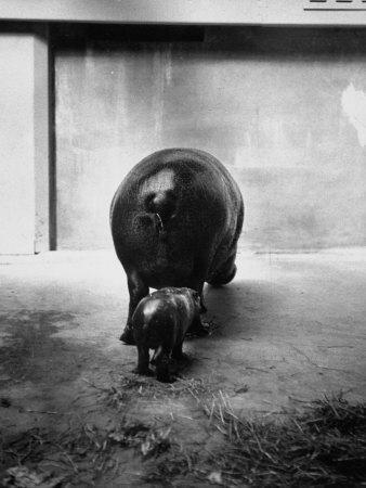 Baby Pygmy Hippo, Gumdrop, Following His Mother to Take a Nap