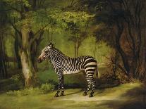 A Zebra, 1763-George Stubbs-Giclee Print