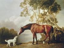 'Mr. Ogilvy's Bay Racehorse Trentham at Newmarket with Jockey up', 1771-George Stubbs-Giclee Print