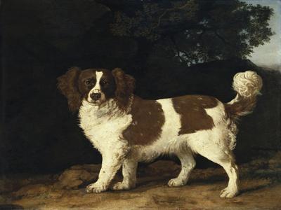 Fanny, the Favourite Spaniel of Mrs. Musters, Standing in a Wooded Landscape, 1777