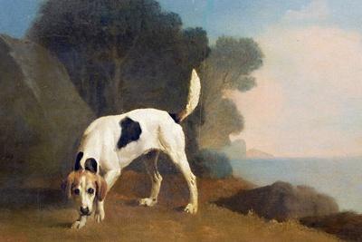 Foxhound on the Scent, C.1760 (Oil on Paper Laid on Board)