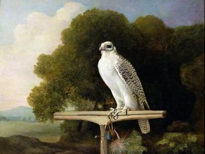 Greenland Falcon (Grey Falcon), 1780 (Oil on Panel)
