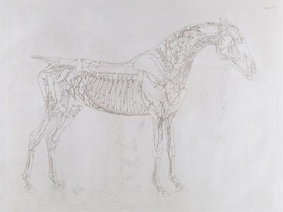 Illustration from 'The Anatomy of the Horse, Including a Particular Description of the Bones,…