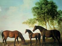 A Chestnut Mare and Foal in a Wooded Landscape, C.1761-63-George Stubbs-Giclee Print