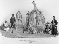 Giraffes with the Arabs Who Brought Them over to Here, Zoological Gardens, Regent's Park, 1836-George The Elder Scharf-Framed Giclee Print