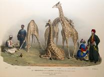 Giraffes with the Arabs Who Brought Them over to Here, Zoological Gardens, Regent's Park, 1836-George The Elder Scharf-Giclee Print