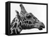 George the Giraffe-null-Framed Stretched Canvas