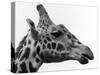 George the Giraffe-null-Stretched Canvas