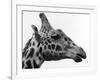 George the Giraffe-null-Framed Photographic Print