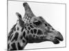 George the Giraffe-null-Mounted Photographic Print