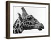 George the Giraffe-null-Framed Photographic Print