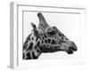 George the Giraffe-null-Framed Photographic Print