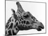 George the Giraffe-null-Mounted Photographic Print