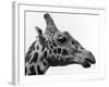 George the Giraffe-null-Framed Photographic Print