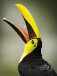 Costa Rica, toucan eating-George Theodore-Photographic Print
