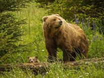 USA, Alaska, Female grizzly bear and cub-George Theodore-Photographic Print