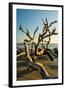 Chelsea Black
