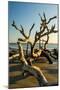 Wood Mount
