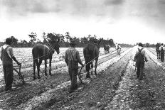 Cultivating Cotton Demonstration-George W. Ackerman-Framed Art Print