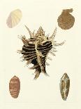 Knorr Shells IV-George Wolfgang Knorr-Premium Giclee Print