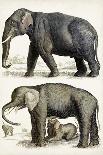 Journal of Natural History II-Georges Cuvier-Art Print