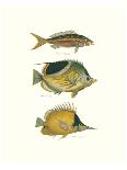 Tropical Fish-Georges Cuvier-Premium Giclee Print