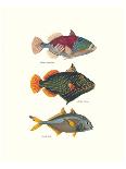 Tropical Fish-Georges Cuvier-Art Print