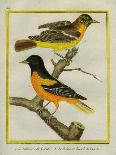 Baltimore Oriole and the Crossbred Baltimore Oriole-Georges-Louis Buffon-Giclee Print