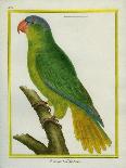 Red-Necked Amazon-Georges-Louis Buffon-Giclee Print