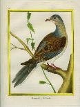 Canadian Turtle Dove-Georges-Louis Buffon-Giclee Print