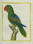 Eclectus Parrot-Georges-Louis Buffon-Giclee Print