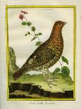 Canadian Turtle Dove-Georges-Louis Buffon-Giclee Print