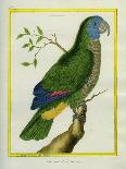 Red-Necked Amazon-Georges-Louis Buffon-Giclee Print