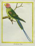 Black-Lored Parrot-Georges-Louis Buffon-Giclee Print