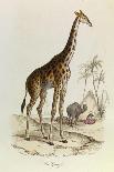The Giraffe, 'Quadrupeds', from De Buffon-Georges-Louis Leclerc-Stretched Canvas