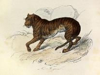 The Tiger, 'Quadrupeds', from De Buffon-Georges-Louis Leclerc-Art Print