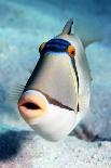 Regal Angelfish-Georgette Douwma-Photographic Print