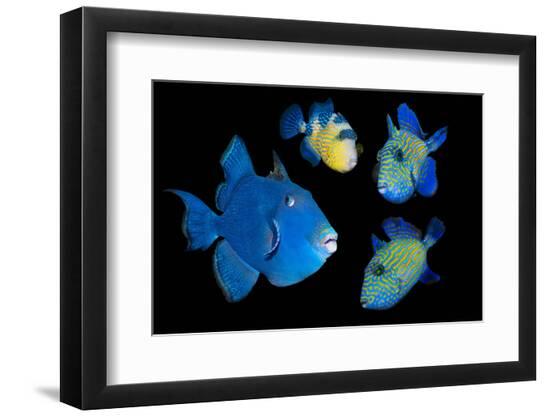 Premium Photographic Print, , large