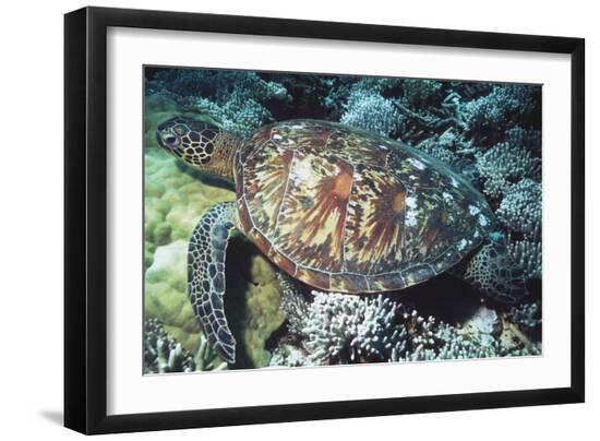 Premium Photographic Print, , large