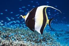 Regal Angelfish-Georgette Douwma-Photographic Print